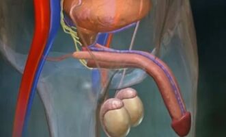 Какая сила у мужчин